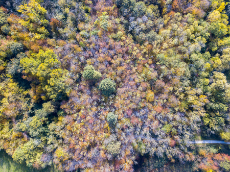 Nature and landscape: aerial view of a forest and a naturalistic path, autumn leaves, greenery and trees, outdoor walks, wildlife. Foliageの写真素材
