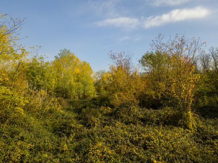 Nature and landscape: aerial view of a forest and a naturalistic path, autumn leaves, greenery and trees, outdoor walks, wildlife. Foliageの写真素材
