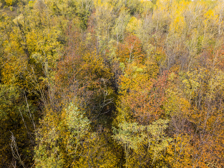 Nature and landscape: aerial view of a forest, autumn leaves, foliage, greenery and trees in a wilderness landscapeの写真素材