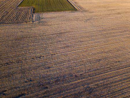 Walking in the middle of a field, walking with dogs. Outdoor lifeの写真素材