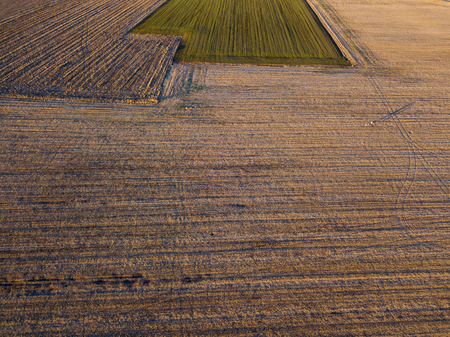 Walking in the middle of a field, walking with dogs. Outdoor lifeの写真素材