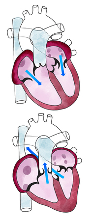 Heart, ventricles, human anatomy, cardiac ventricles. Human body, sectionの写真素材