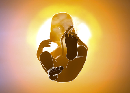 Pregnant woman and child in the womb. Belly section and fetal growthの写真素材
