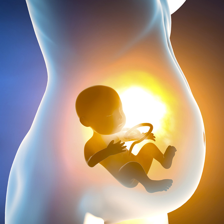 Pregnant woman and child in the womb. Belly section and fetal growthの写真素材