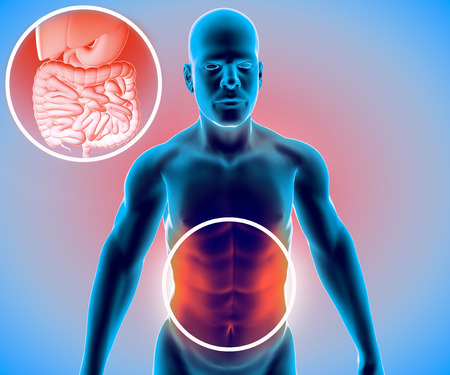 Human body, man, digestive system, anatomy. Intestine. Enlargement on the abdominal sector. Abdominal pain. 3d renderingの写真素材