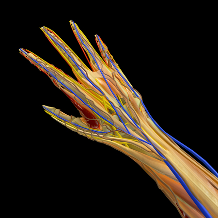 Internal anatomy of a hand, 3d section. Veins muscles and bones of a hand. 3d rendering