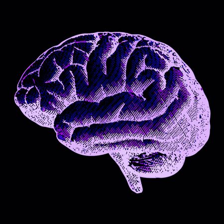 Lateral view of a brain, drawing. Brain degenerative diseases, Parkinson's, synapses, neurons, Alzheimer'sの写真素材