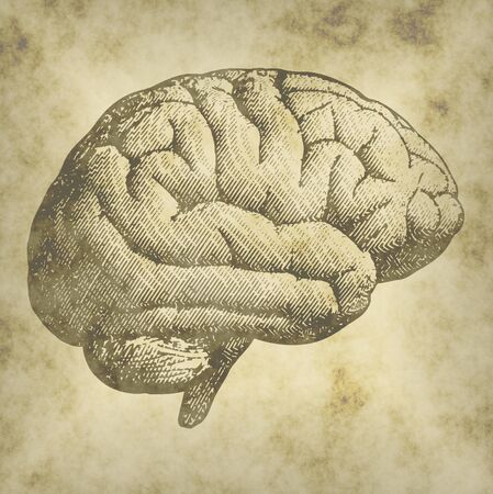 Lateral view of a brain, drawing. Brain degenerative diseases, Parkinson's, synapses, neurons, Alzheimer'sの写真素材