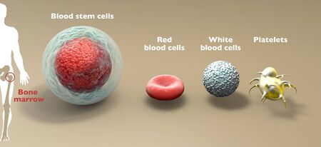 Blood stem cell is an immature cell that can develop blood cells, including white blood cells, red blood cells, and platelets. Bone marrow. 3d renderの写真素材