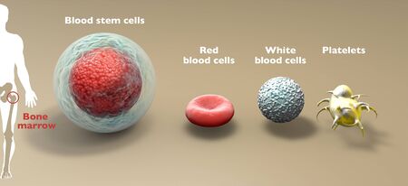 Blood stem cell is an immature cell that can develop blood cells, including white blood cells, red blood cells, and platelets. Bone marrow. 3d render