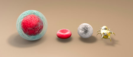Blood stem cell is an immature cell that can develop into all types of blood cells, including white blood cells, red blood cells, and platelets. Blood stem cells are found in the peripheral bloodの写真素材