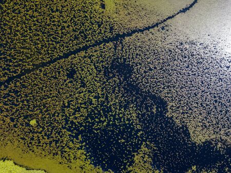 Aerial view of water lilies seen from above. Background of aquatic plants, reflections and plays of light, different shades of green. Untouched nature in Lake Scutari, Skadar National Park Montenegroの写真素材