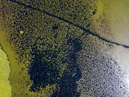 Aerial view of water lilies seen from above. Background of aquatic plants, reflections and plays of light, different shades of green. Untouched nature in Lake Scutari, Skadar National Park Montenegroの写真素材