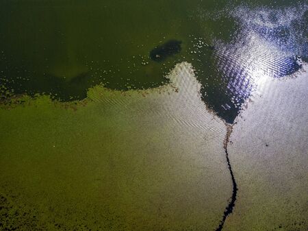 Aerial view of water lilies seen from above. Background of aquatic plants, reflections and plays of light, different shades of green. Untouched nature in Lake Scutari, Skadar National Park Montenegroの写真素材