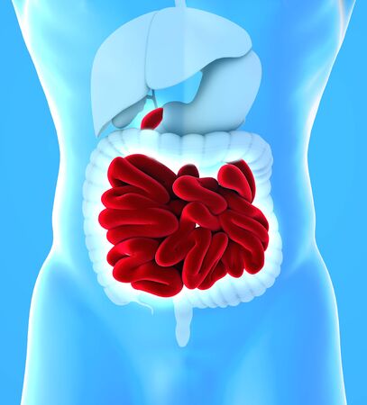 Human body view of lower gastrointestinal tract and small intestine. The small intestine is subdivided into the duodenum, the jejunum and the ileum. 3d renderの写真素材