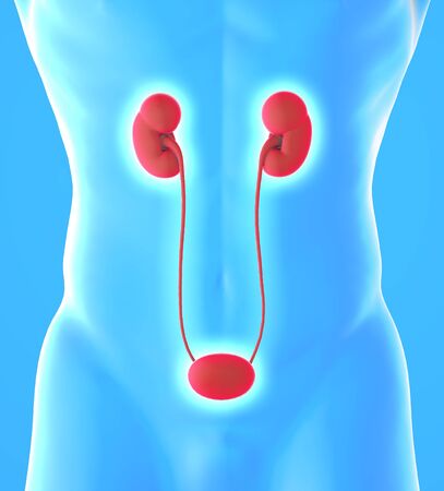 Human body view of kidneys and bladder. The kidneys are two bean-shaped organs found in vertebrates. Each kidney is attached to a ureter, a tube that carries excreted urine to the bladder.の写真素材