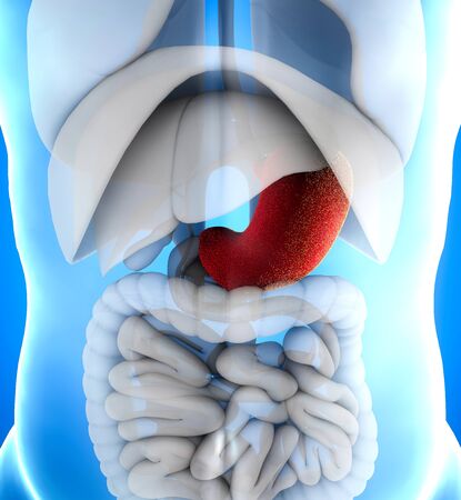 The stomach is a muscular, hollow organ in the gastrointestinal tract. It has a dilated structure and functions as a vital digestive organ. It is located between the oesophagus and the small intestine. 3d renderの写真素材