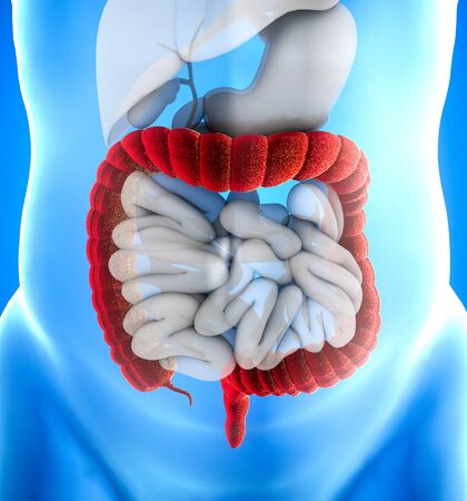 Large intestine, also known as the large bowel, is the last part of the gastrointestinal tract and of the digestive system. The colon is the largest portion of the large intestine. Human anatomy. 3d renderの写真素材