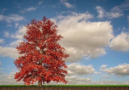 Environment, nature reclaims its spaces: a red maple in a green meadow with clouds. The new environmental challenge after the coronavirus pandemic, covid-19. Maple syrup production. Section of a terrain. 3d renderの写真素材