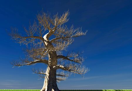 Environment, nature reclaims its spaces: a Japanese pine without needles, leaves. Green meadow and blue sky. Dead tree with dry branches. The new environmental challenge after the coronavirus pandemic, covid-19. 3d renderの写真素材