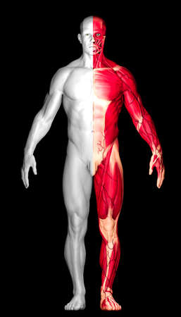 Study of human anatomy, naked man seen from the front divided into two. One half with skin the other half with muscles, Ã©corchÃ©. 3d renderの写真素材