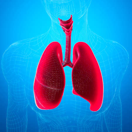 Human anatomy, problems with the respiratory system, severely damaged lungs. Bilateral pneumonia. Covid-19, coronavirus. Patient and smoke. Smoker. 3d renderの写真素材