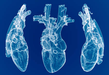 Heart, ventricles, human anatomy, cardiac ventricles. Human body, section. X-ray view. HUD. Advanced Scientific Devices. Hologram. Scanner. 3d renderの写真素材