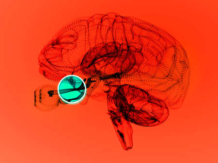 Optic nerve, section of the brain seen from the side. Nerve injury. Poor eyesight. Optic neuritis. Inflammation, partial or total loss of vision, 3d renderingの写真素材