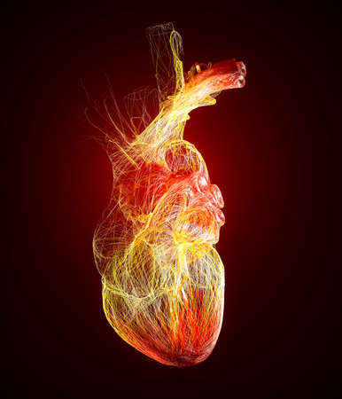 Anatomical study of a heart. Heart problems, heart attack. Surgery. 3d rendering. Silhouette.The heart is a muscular organ, which pumps blood through the blood vessels of the circulatory systemの写真素材