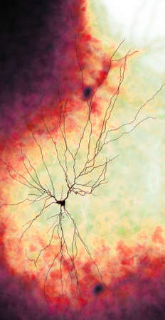 Synapse connections. Structure that permits a neuron (or nerve cell) to pass an electrical or chemical signal to another neuron or to the target efferent cell. Nervous system. Brain. 3d renderingの素材 [FY310186515194]