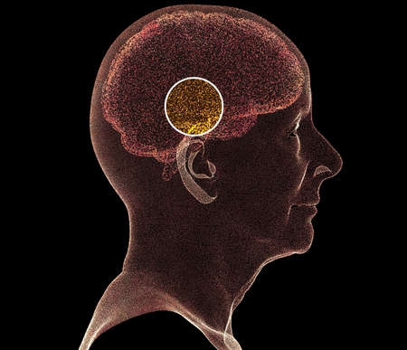 How the brain works. Synapses and neurons. Connections. Take care of your brain, stimuli and ideas. Degenerative diseases, Parkinson's and Alzheimer's. Elder woman side viewの写真素材