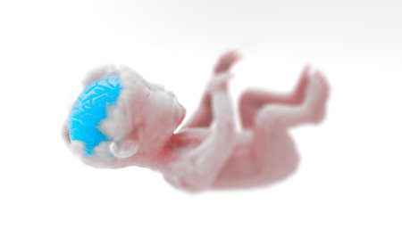 Child, fetus, organ formation. Brain. Sensory expansion learning. Mother's womb, birth. 3d renderingの写真素材