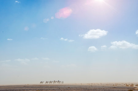 Sandstorm in the Sahara desert, Morocco, in the background silhouette of dromedaries of the Bedouin population, Berber nomads on the move. Merzouga desert.の写真素材