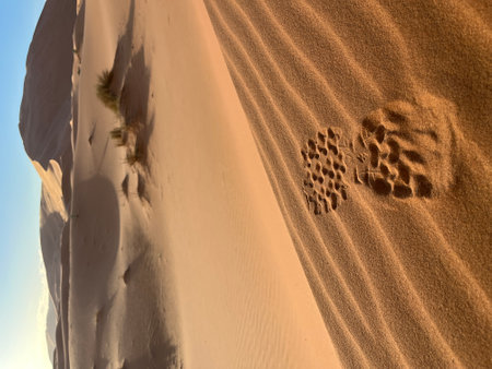 Shoe prints on a sand dune in the Sahara Desert, Merzouga. Grains of sand forming small waves on the dunes. Setting sun. Moroccoの写真素材