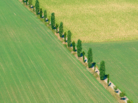 Aerial view of cultivated fields, road with trees crossing a cultivated area. Sustainable agriculture. Agricultural and rural area. Crops. Backgroundの写真素材