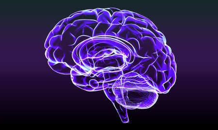 Section of a brain seen in profile, parts of the brain. Degenerative diseases, Parkinson, synapses, neurons, Alzheimerâs. Human anatomy, brain scan. 3d renderの写真素材