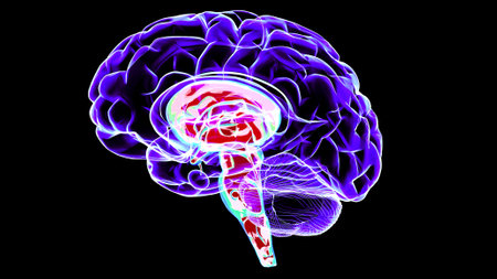Section of a brain seen in profile, parts of the brain. Degenerative diseases, Parkinson, synapses, neurons, Alzheimerâs. Human anatomy, brain scan. 3d renderの写真素材