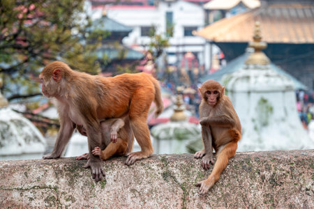 Monkeys close up in Kathmandu, Nepalの写真素材