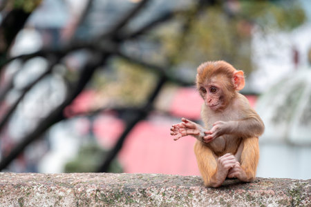 Monkey close-up in Kathmandu, Nepalの写真素材