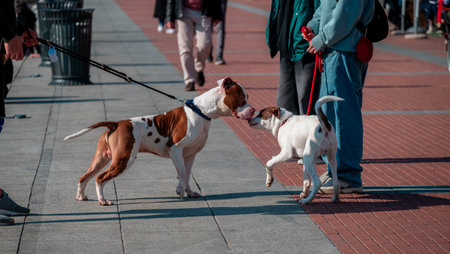 Dogs on a leash sniffing each other on the promenade of the dock in Milan.