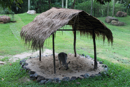 nesseの写真素材