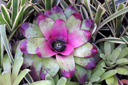 tincelleの写真素材