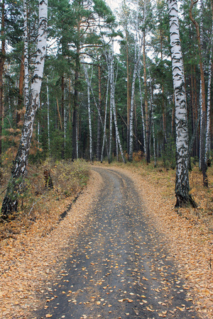 trangerの写真素材