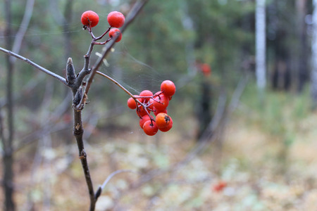 trangerの写真素材