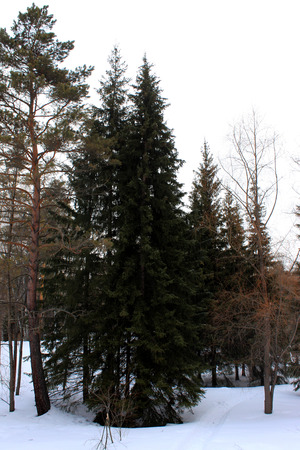 Spring in the forestの写真素材