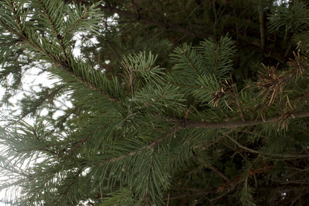 spruce twigの写真素材