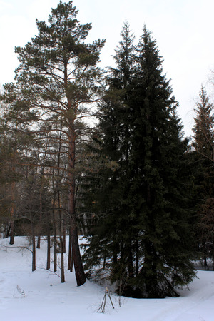 spring treeの写真素材