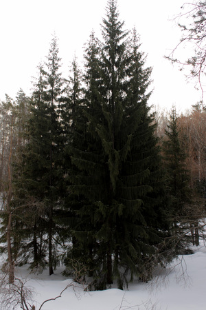 spruceの写真素材