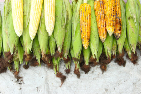Fresh harvest of corn some grilled and some covered af natural.の写真素材