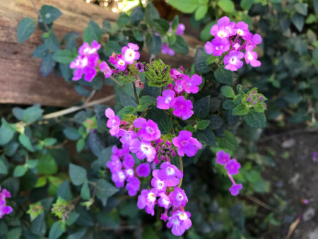 Purple flowers in the garden, Viet Namの写真素材